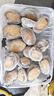 森农乐鲍鱼鲜活冷冻特大生鲜大号贝类海鲜水产超大即食佛跳墙食材鲍鱼汁 14-15只/斤【中大鲍鱼1斤 精品尝鲜】 实拍图