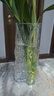 墨斗鱼冰川透明玻璃花瓶简约轻奢桌面摆件鲜花插花生日礼物元旦送礼物 实拍图