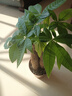 发财树盆栽大植物室内办公室桌面客厅小盆景招财树苗绿植花卉盆栽 三杆发财树 5-8cm【原盆】 【送肥料】 实拍图