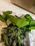 年宵花富贵竹龙鳞春羽水培植物春节过年装饰绿萝盆栽花卉绿植年货 精品春羽20-25cm【3棵】送营养液 实拍图