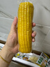 十月稻田 黄甜糯玉米 8根 3.52斤 真空包装 东北粘玉米棒 低脂早餐 实拍图