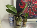 年宵花春节蝴蝶兰盆栽绿植花卉年货装饰过年四季开花大苗好养易活 紫美人---【包开花】送营养液2包 小苗不带花剑 实拍图