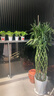 叹为观止大型植物发财树各种大颗盆栽开业乔迁客厅办公室内好养大型花卉 富贵竹笼【1.5-1.7米】 含盆 实拍图