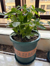 【八方来财】发财树鸭脚木盆栽四季常青桌面防辐射花卉盆景 八方来财20厘米4颗【加仑盆】 送肥料 实拍图