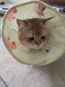 华元宠具（hoopet）狗狗伊丽莎白圈项圈小型犬宠物猫咪颈圈脖圈头套猫伊利沙白圈头罩 实拍图