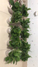 双盟 绿萝盆栽除甲醛花卉绿植办公室新房净化空气110款10盆装源头直发 实拍图