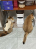 霍曼（Homerun）AI智能宠物自动喂食器视频版猫猫咪喂食定时定量可视陶瓷碗 64G卡 实拍图