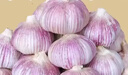 食尚半岛山东金乡鱼台大蒜农家自种干蒜新鲜蔬菜紫皮批发多瓣祘头当季 【中果】精品大蒜5斤 实拍图