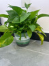 双盟绿萝盆栽除甲醛花卉绿植办公室新房净化空气180加仑4盆装源头直发 实拍图