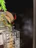 临雅水培福禄桐钱多多盆栽植物客厅桌面水养绿植吉利红四方瓶源头直发 实拍图