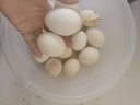 鲜鸡蛋50±5克/枚 柴鸡蛋农家散养笨鸡蛋 新鲜鸡蛋 30枚 实拍图
