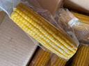 京鲜生 东北黄玉米净重3.6斤 8根*220g+ 真空包装加热即食 源头直发 实拍图