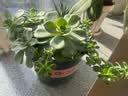德沃多植物营养液通用2.5L家庭园艺种菜养花肥料水培绿植盆栽液肥 实拍图