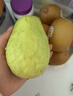 京觅福建芭乐 白心芭乐 土番石榴单果150g 4.5斤装 实拍图