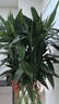 Only you【两小时达】发财树大型盆栽绿植花卉室内客厅办公室开业乔迁送礼 富贵竹笼 实拍图