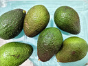 京鲜生 智利进口牛油果特大果6粒装 单果180g+(非即食)  新鲜水果 实拍图