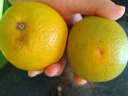 京鲜生 湖北秭归果冻橙九月红脐橙4.5斤单果150g 应季水果源头直发 包邮 实拍图