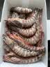 遇上鲜 舟山竹节虾 海鲜 海捕冷冻斑节虾 净重2斤(约20-30只) 源头直发 实拍图