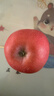 京鲜生 烟台红富士苹果 净重8斤  单果230g起 水果礼盒 实拍图