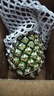 正宗海南金钻凤梨新鲜水果当季树上熟芒果凤梨【催熟食用】 1粒装单果500g-650g【7成熟，催熟再吃】 实拍图