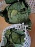 高原夏菜新鲜包菜卷心菜绿甘南菜甘蓝圆白菜时令蔬菜健康营养早餐 5-6斤农家好菜 实拍图