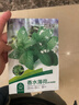花沃里香水薄荷种子约1000粒盆栽种籽花卉种子四季花种家庭盆栽阳台庭院 实拍图