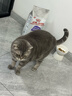 皇家绝育成猫粮 SA37通用粮 1-7岁2KG 实拍图