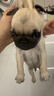 果粒之星纯种巴哥幼犬宠物狗八哥活体巴哥犬活体狗狗宠物活体哈巴狗幼犬 宠物级  实拍图