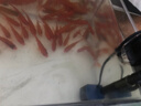 森森（SUNSUN）鱼缸过滤器壁挂式过滤泵水族箱乌龟缸三合一过滤设备 【低水位可用】2W小号+培菌滤材 适合长30cm内鱼缸 实拍图