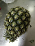 广东湛江徐闻菠萝 香水菠萝 热带水果 【活动期间合并发货】1个 净重1.3-2斤 实拍图