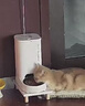 小佩智能自动喂食器SOLO白色 定时定量猫咪自动投食器(支持鸿蒙智联) 实拍图