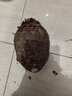 京地达广西荔浦芋头香芋净含量5斤（3-4个装）香芋蔬菜源头直发包邮 实拍图