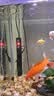 森森（SUNSUN）鱼缸加热棒自动恒温数显石英加温棒防爆水族箱加温器加热器 【升级离水断电】300W数显石英加热棒 实拍图