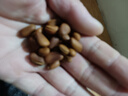 三只松鼠东北松子500g/袋 手剥开口 每日坚果炒货休闲零食地方特产 实拍图