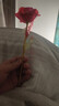 七彩炫光玫瑰花星空彩金浪漫情人节七夕送老婆女友生日礼物金箔 彩金红玫瑰花 【送它一朵永不凋零的爱意玫瑰】 实拍图