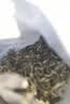 七春2026新茶采特级苏州碧螺春茗茶明前头中秋教师节礼品250g 实拍图