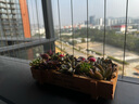 花艺萌多肉植物组合盆栽含盆含土创意diy拼盘花盆肉肉植物室内绿植花卉 随机10个多肉加木盒 含盆 实拍图