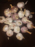 京鲜生山东金乡大蒜带皮新鲜干蒜净重1.8斤单果5.5-6cm 源头直发包邮 实拍图