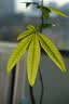 博士伦美瞳日抛 彩色隐形眼镜 蕾丝明眸日抛5片装莫奈灰 475度 实拍图