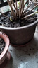 宜兴特大种树紫砂花盆绿萝盆景多肉种菜兰花盆圆口透气超大陶瓷盆 399特大+大 实拍图
