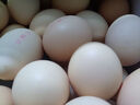 京鲜生柴鸡蛋30枚 3斤 无抗生素 谷物喂养鲜鸡蛋 源头直发 实拍图