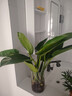 爱优尚水培龟背竹盆栽客厅室内办公室桌面植物1株吸甲醛源头直发 实拍图