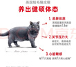 皇家猫粮 英短成猫粮 BS34 通用粮 12月以上 10KG 实拍图