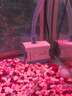 森森（SUNSUN）耀蓝鱼缸水泵小型潜水泵过滤泵抽水泵YQP-1000 15W 实拍图