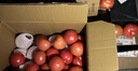 新鲜沙瓤大番茄生吃西红柿减肥早餐即食新鲜蔬菜生鲜单果＞100g 囤货装 5斤 净重 实拍图