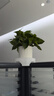 双盟绿萝盆栽除甲醛花卉绿植办公室新房净化空气110竖纹盆8盆源头直发 实拍图