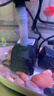 鱼缸假山潜水泵小型喷泉盆景静音循环水泵过滤器水族箱迷你抽水泵 8W静音节能水泵  扬程1m 迷你抽水泵 实拍图