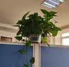 行湘绿萝盆栽水培绿植新房除甲醛绿植办公室净化空气花卉植物源头直发 实拍图