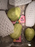 京觅福建芭乐 白心芭乐 土番石榴单果150g 4.5斤装 实拍图
