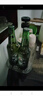 喜力经典500ml*12瓶整箱装 喜力啤酒Heineken 京东自营新年送礼 实拍图